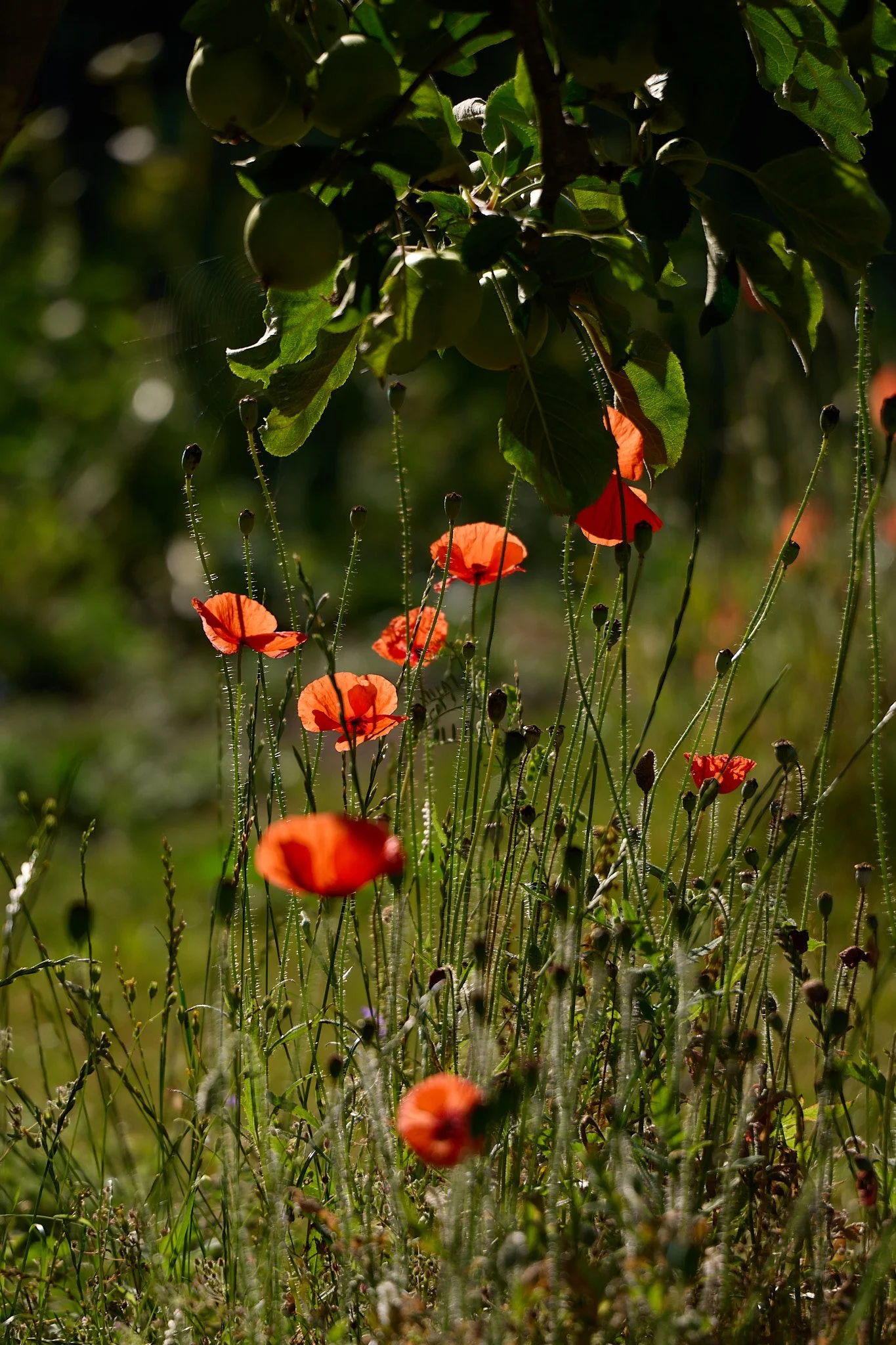 Poppies in the early morning sun at Brunswick Organic Nursery.