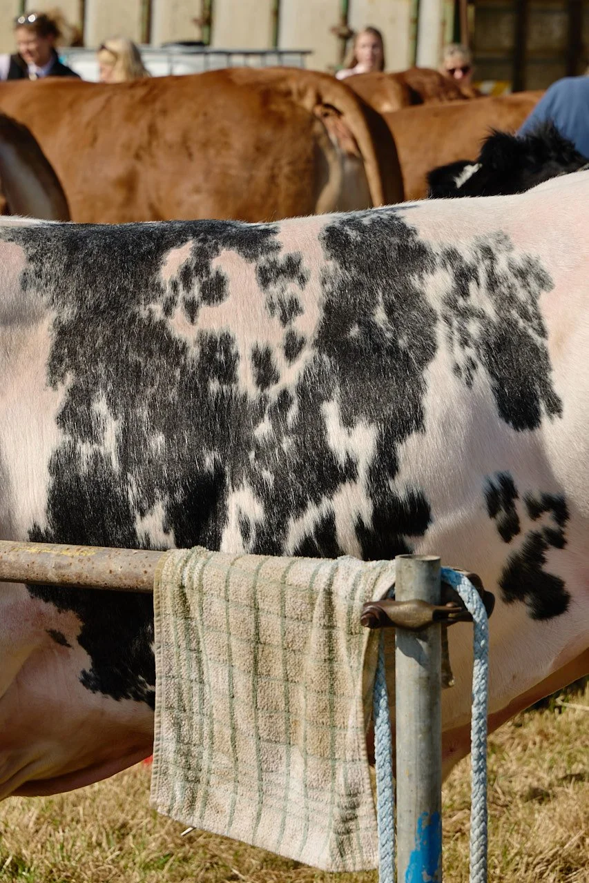 The side of a black and white mottled textured cow.