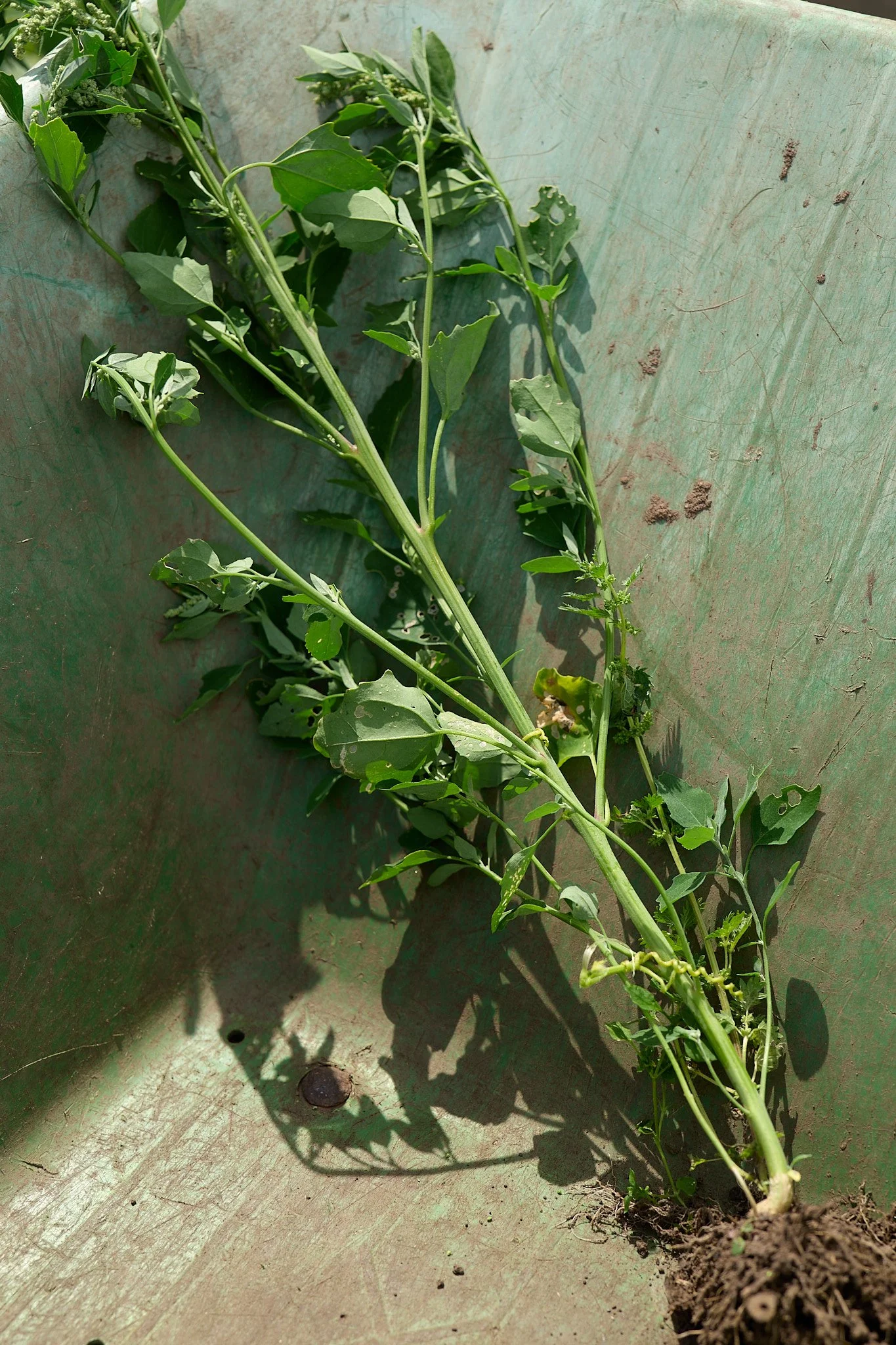 Green weeds in a green wheelbarrow.