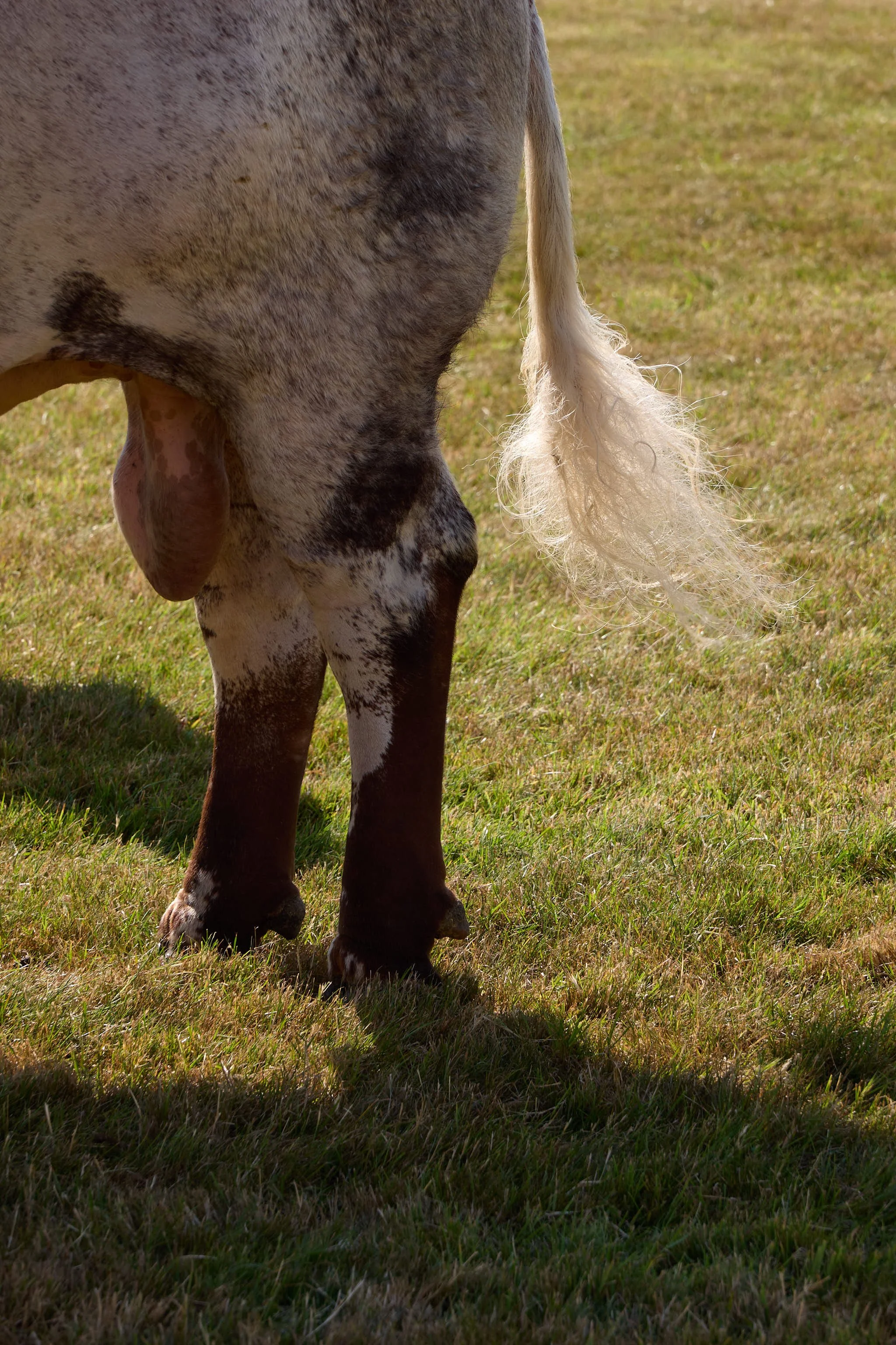 Testicles and a fluffy tail.