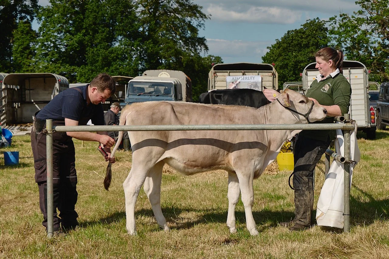 A cow being prepared for competition at the North Yorkshire County Agricultural Show in June 2026.