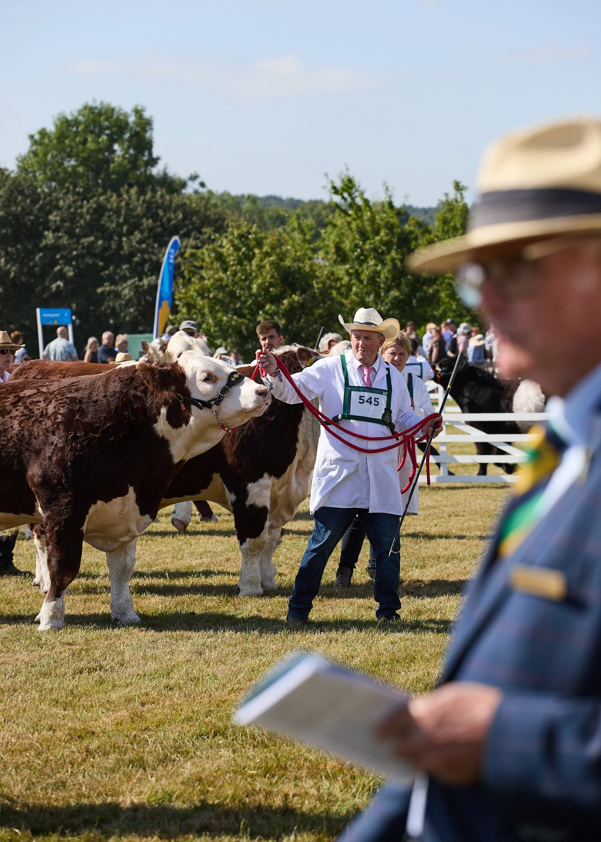 Hereford Cow judging at the Great Yorkshire Show.