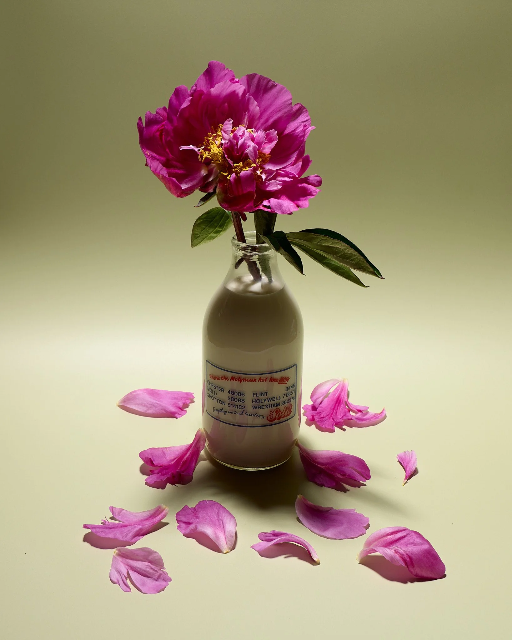A full milk bottle with a magenta flower with yellow stamens sitting in it. There are petals from the flower fallen at the base of the bottle.