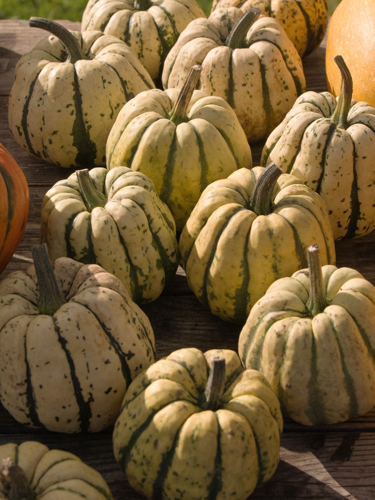 Food photography of yellow and green striped squashes on a table in the late autumn sun.