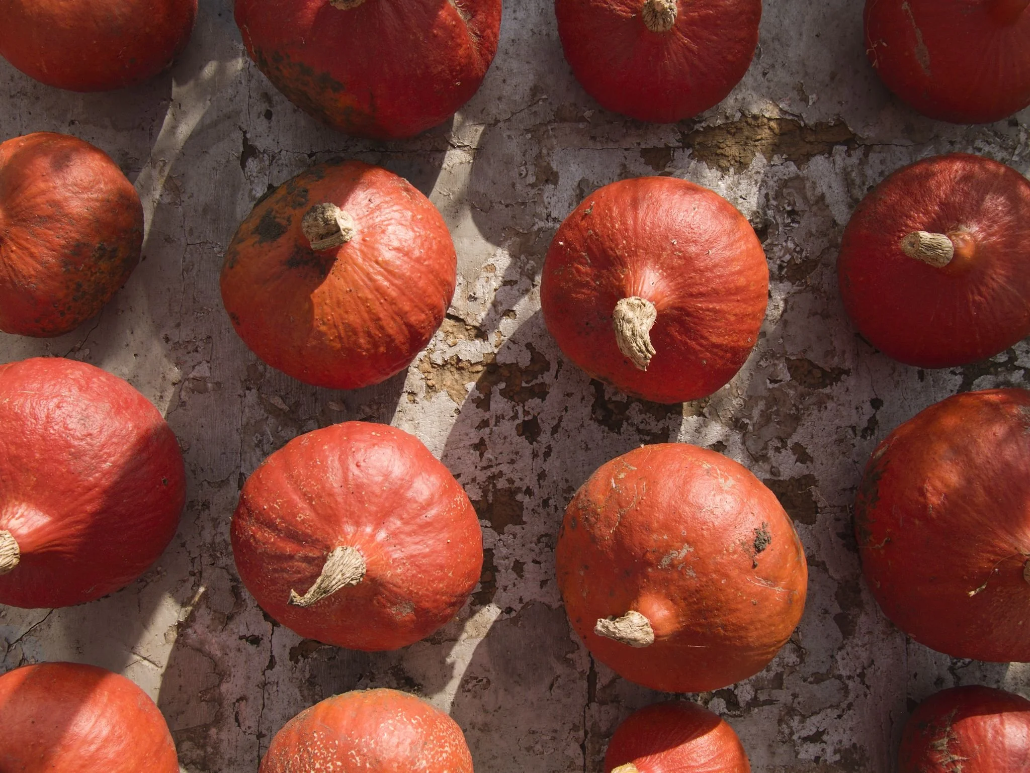 Vegetable photography of a top view of a series of red kuri squashes sitting on a worn table.