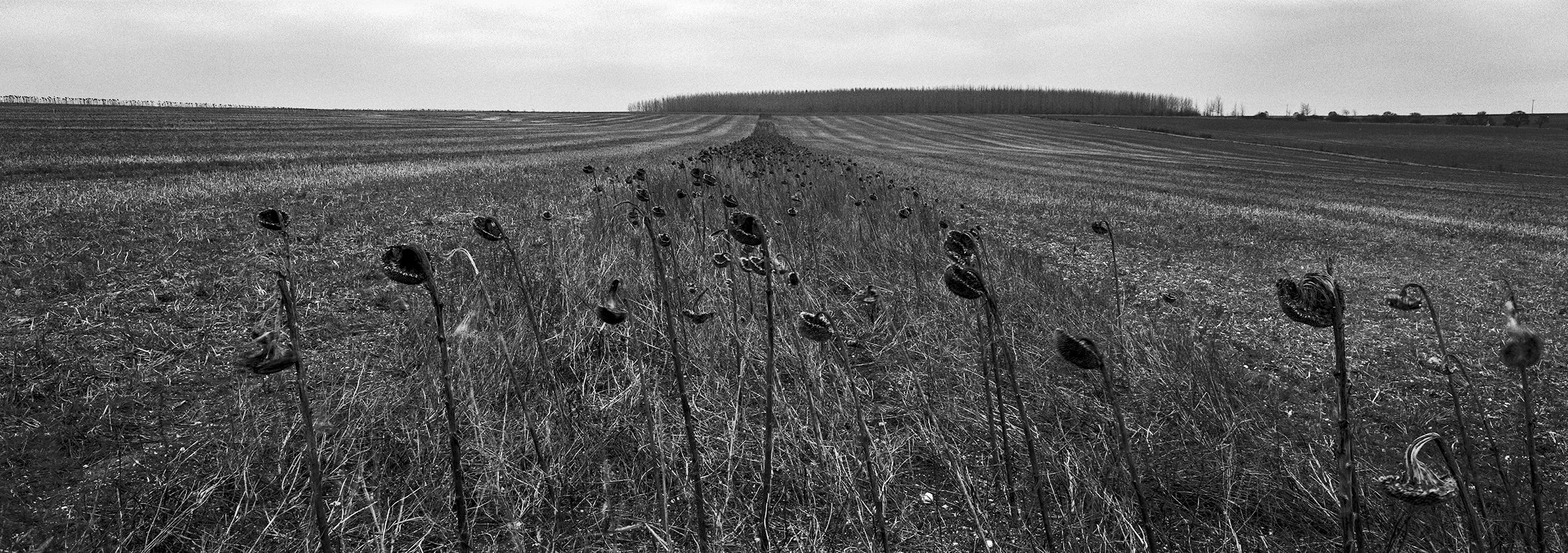 Fricourt Spur - caught in the Dingle.jpg