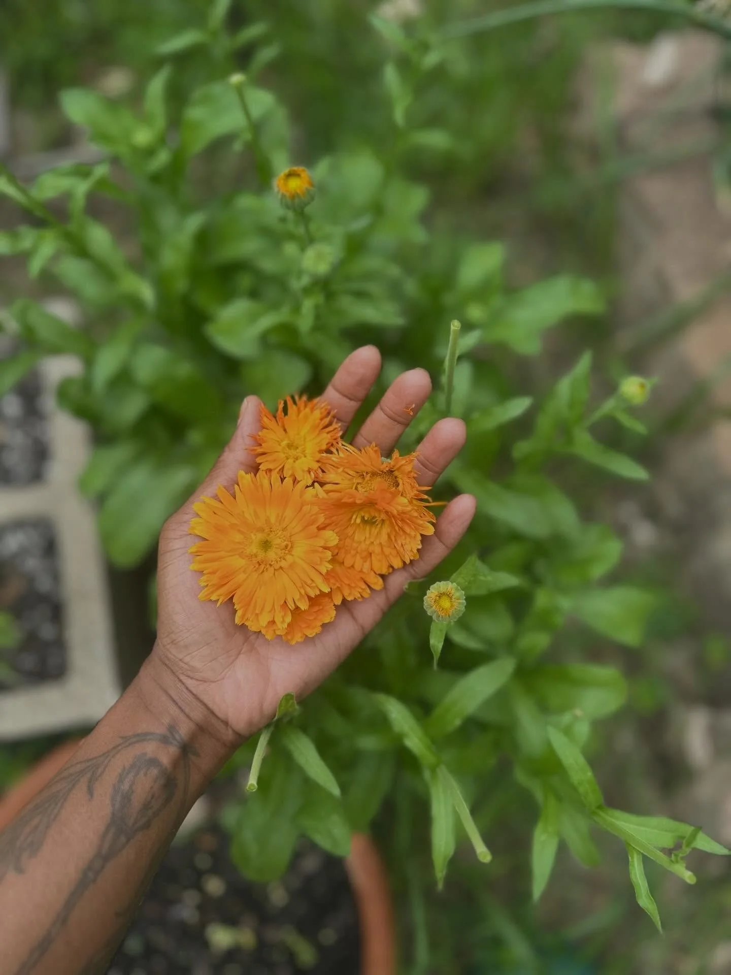 A pause for the cause and a bow to the sticky resinous flowers of Calendula officinalis! 🌞

Like the bees, I feel compelled to submerge myself in the golden glow of this sacred bloom and lose myself in her glory. 

I have been obsessed with Calendul