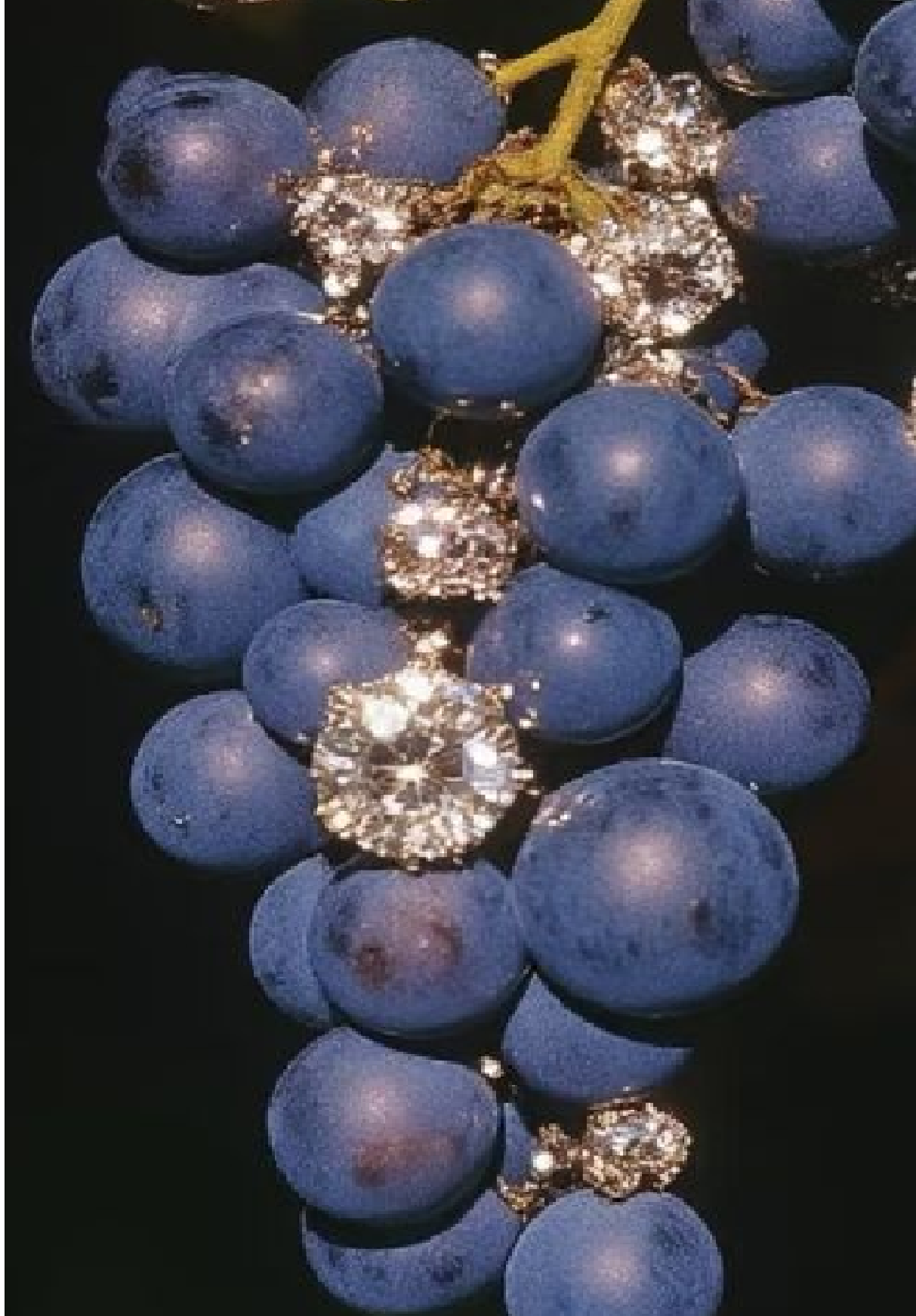 Close-up of purple grapes and sparkling clear rhinestones on a black background. symbolising sissification