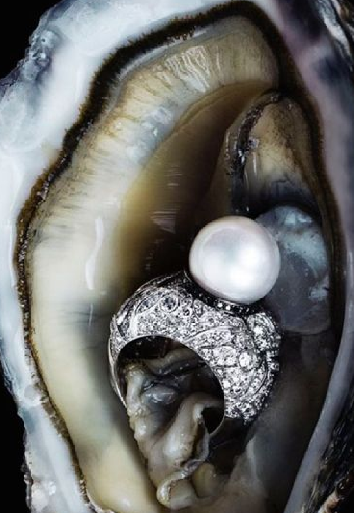 Close-up photo of an oyster with a pearl ring, the symbol of luxury high-end escort