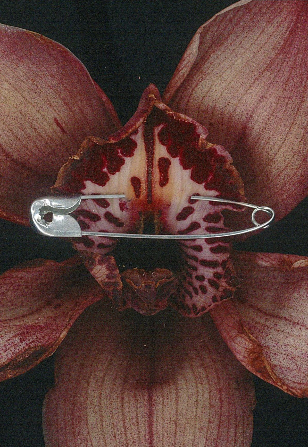 A close-up photograph of a purple and brown orchid with a metal hairpin inserted into its flower, against a dark background. The picture represents Gentle femdom