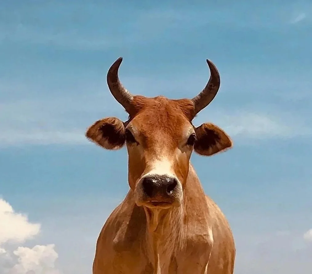 Close-up of a brown and white cow with curved horns against a blue sky.