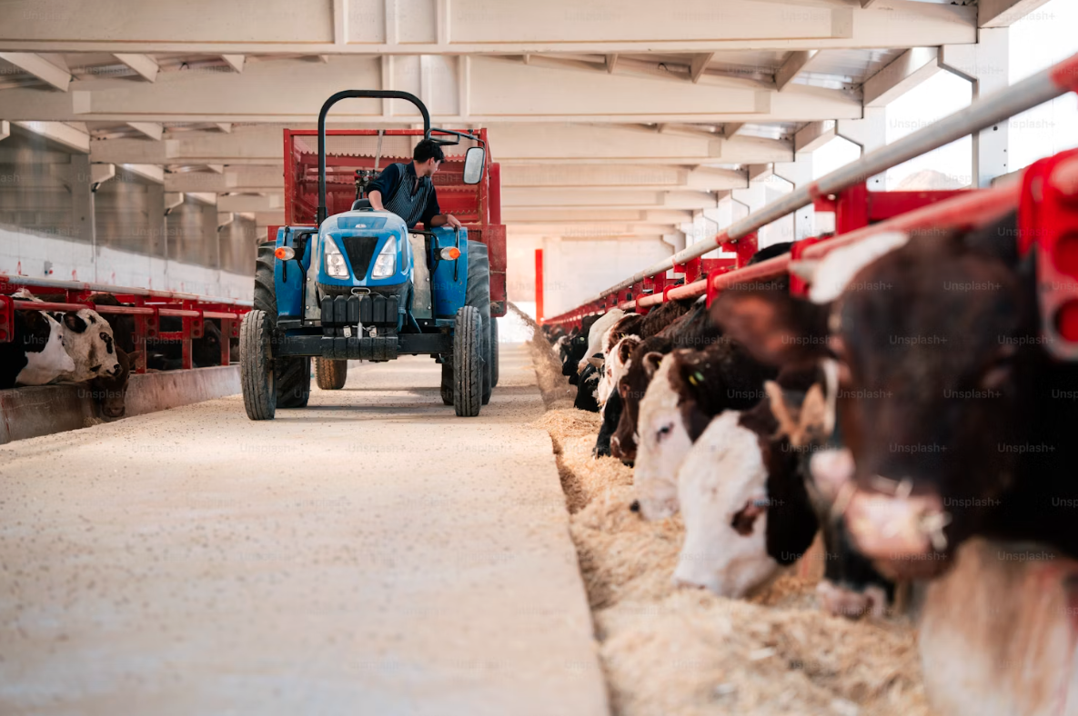 A person driving a blue tractor in a barn with cows feeding on hay on both sides.