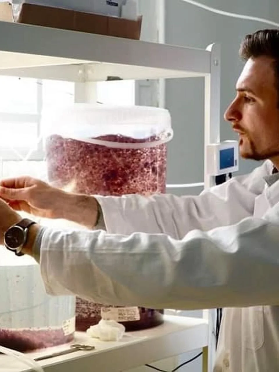 A scientist in a white lab coat working with a large piece of red or purple biological tissue in a laboratory.