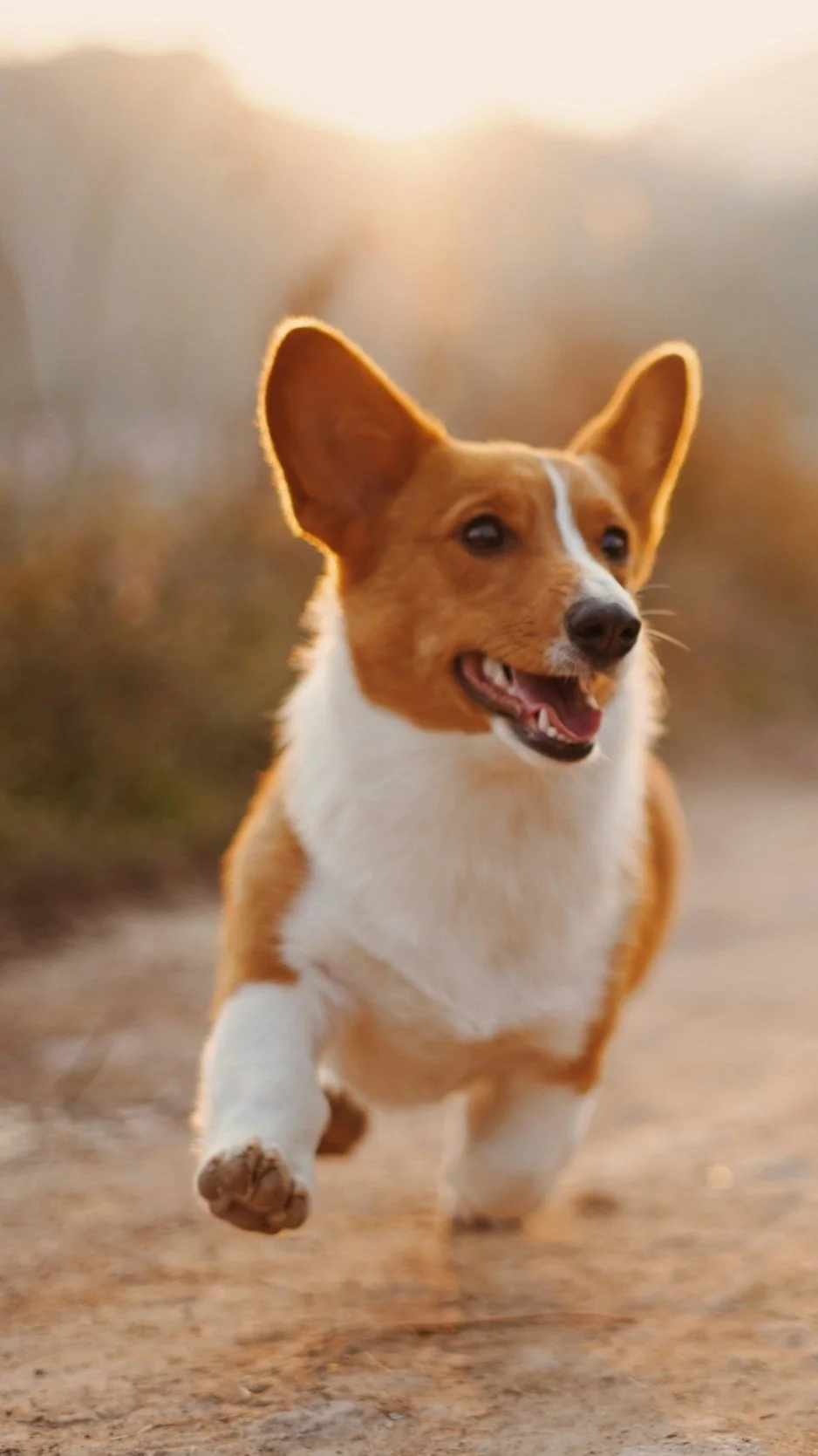  Pet-Friendly Phoenix: Best Parks, Patios, and Activities for You and Your Dog