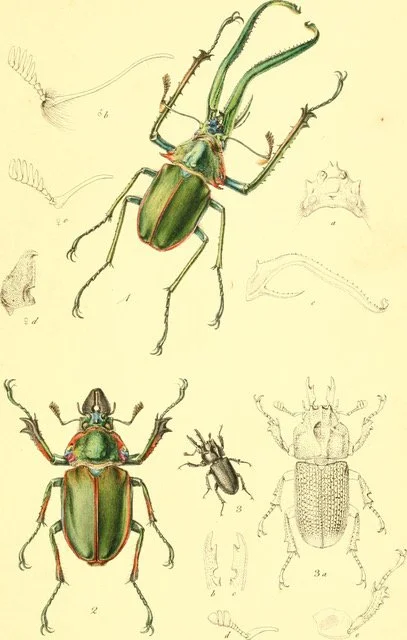 The Duality of Green in Guillermo del Toro’s Frankenstein