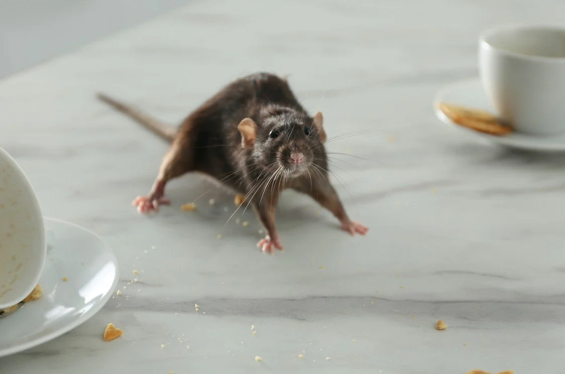 rat.jpg