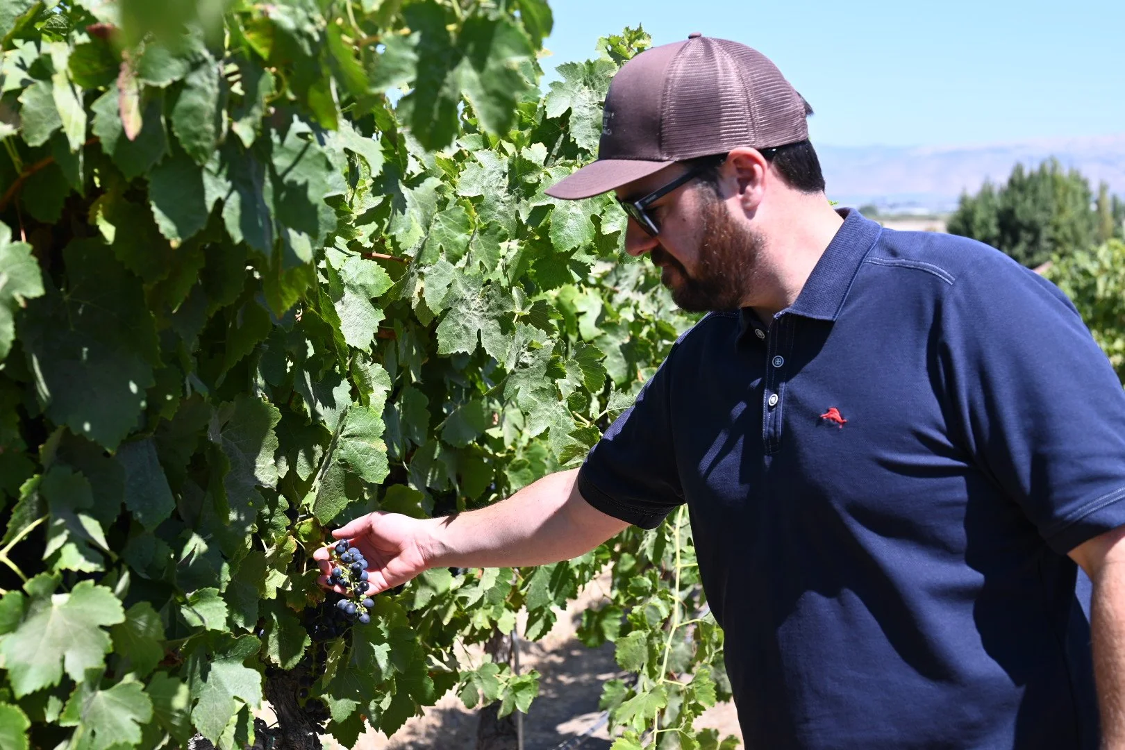 Monterey County Wine History: From Missions to Modern Vintages