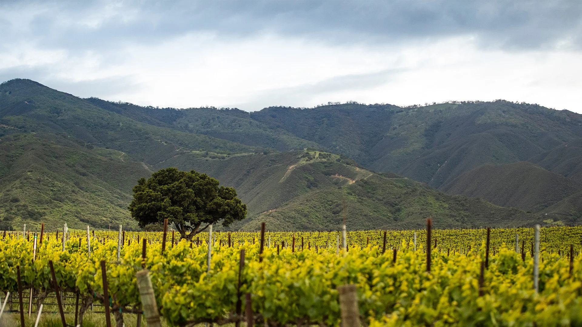 Did You Know? The Unique Terroir of Santa Lucia Highlands Wines