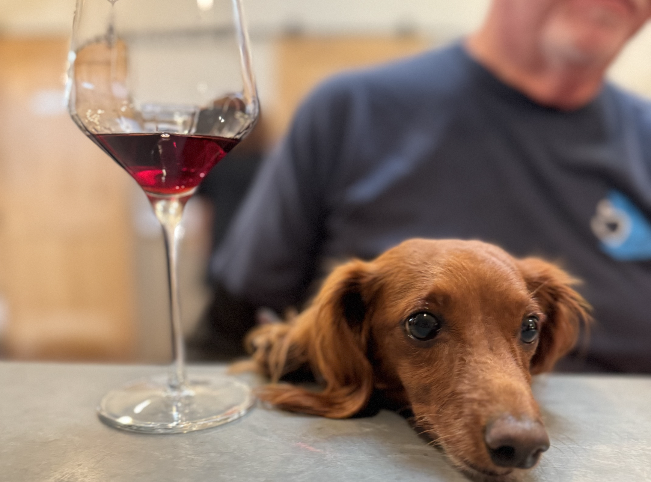 Dog-Friendly Wine Tasting in Carmel-by-the-Sea: Bring Your Pup