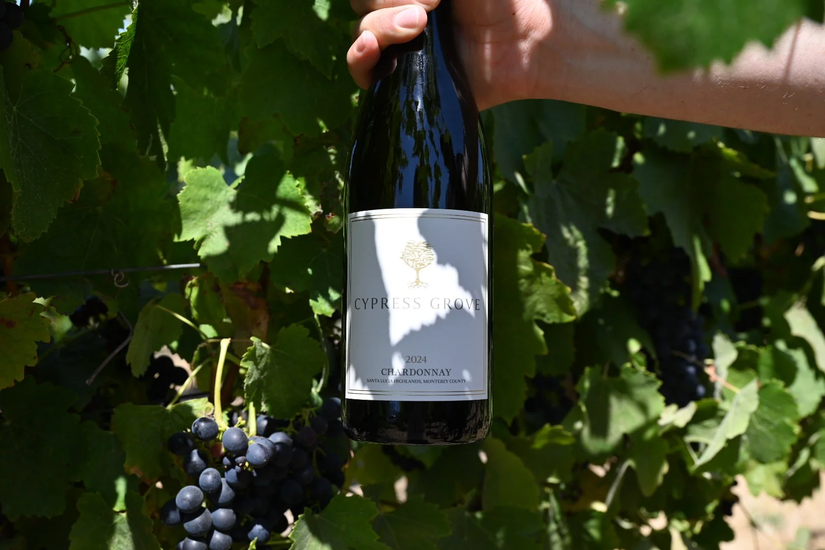 Harvest Season in Monterey County: From Vineyard to Your Glass