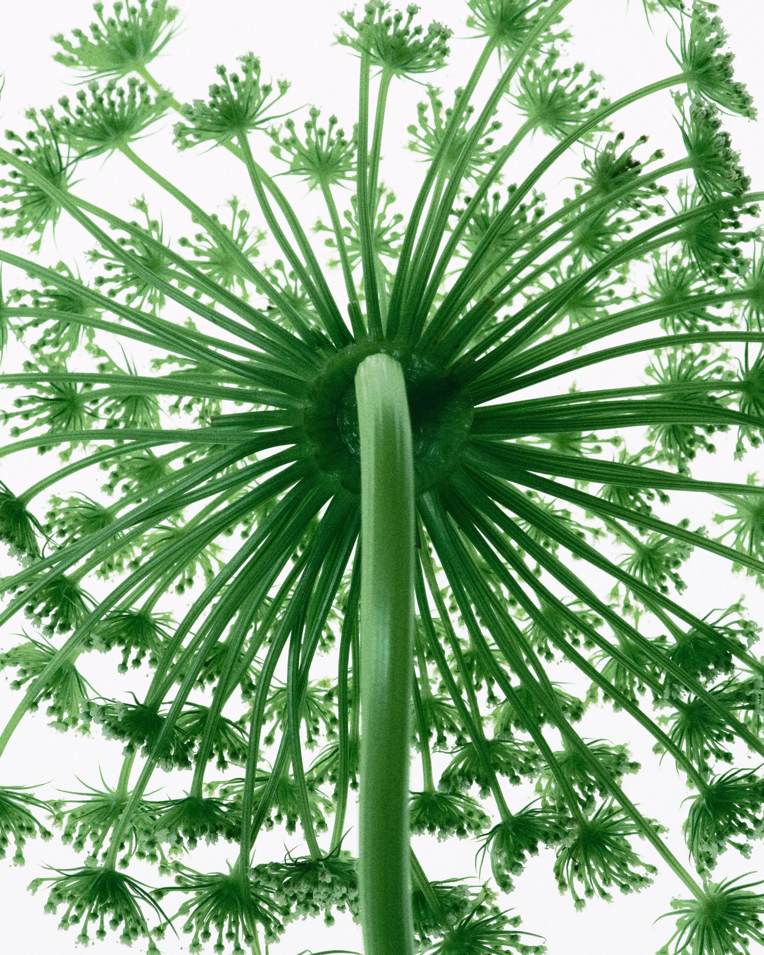 250512_STILL_LIFE_textures_082 1_SRGB.jpg