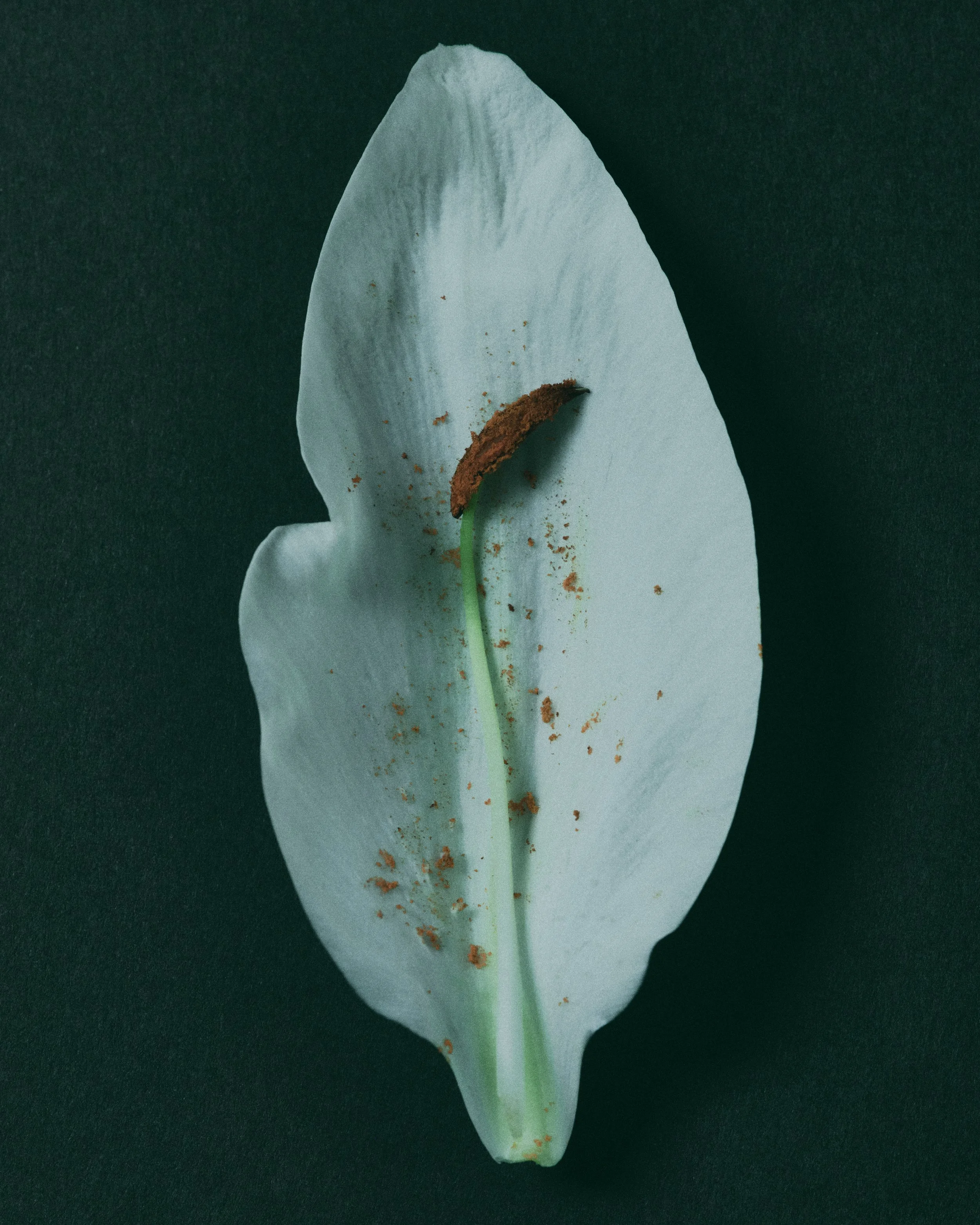 250512_STILL_LIFE_textures_049 1_SRGB.jpg