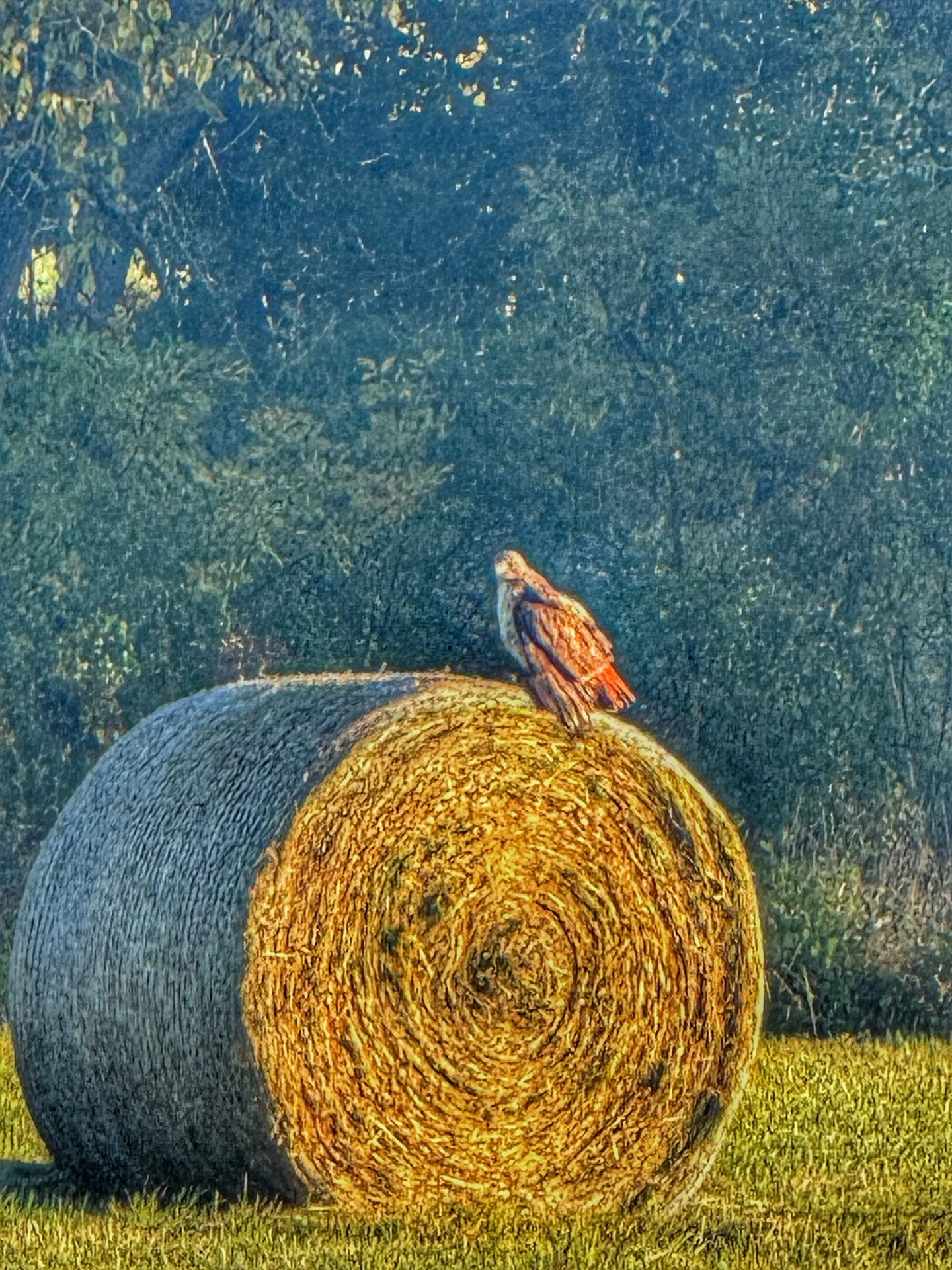 The hay bales got rolled out yesterday. This hawk saw them and said, “Finally, some decent outdoor furniture.”
Fresh hay, fresh air, fresh rodent buffet. Peak country living.
#northfork #sevenbendsstatepark