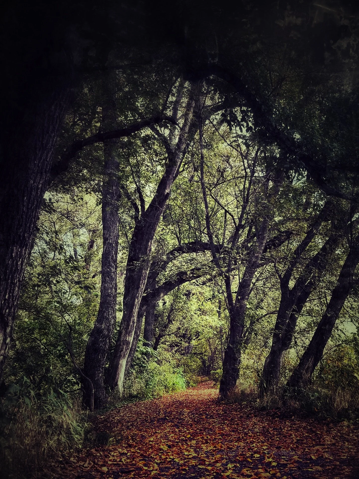 I saw you on the trail this morning. 
Your steps were light. Mine were steady. The leaves got on with their leaf work, and the bank exhaled.
I look calm because the land around me works. Roots hold soil when rain hits. Grass slows the rush. Soil si