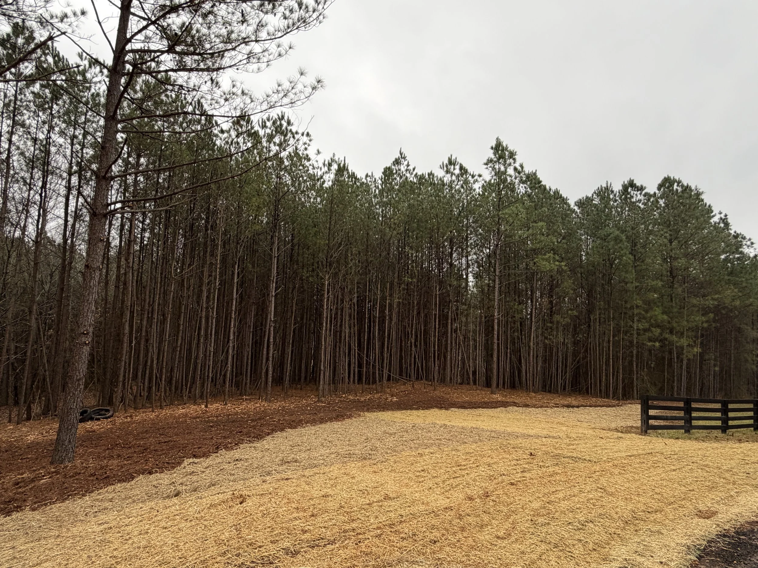 A wooded area with tall trees and a cleared, grassy space in the foreground, with a black wooden fence on the right side.