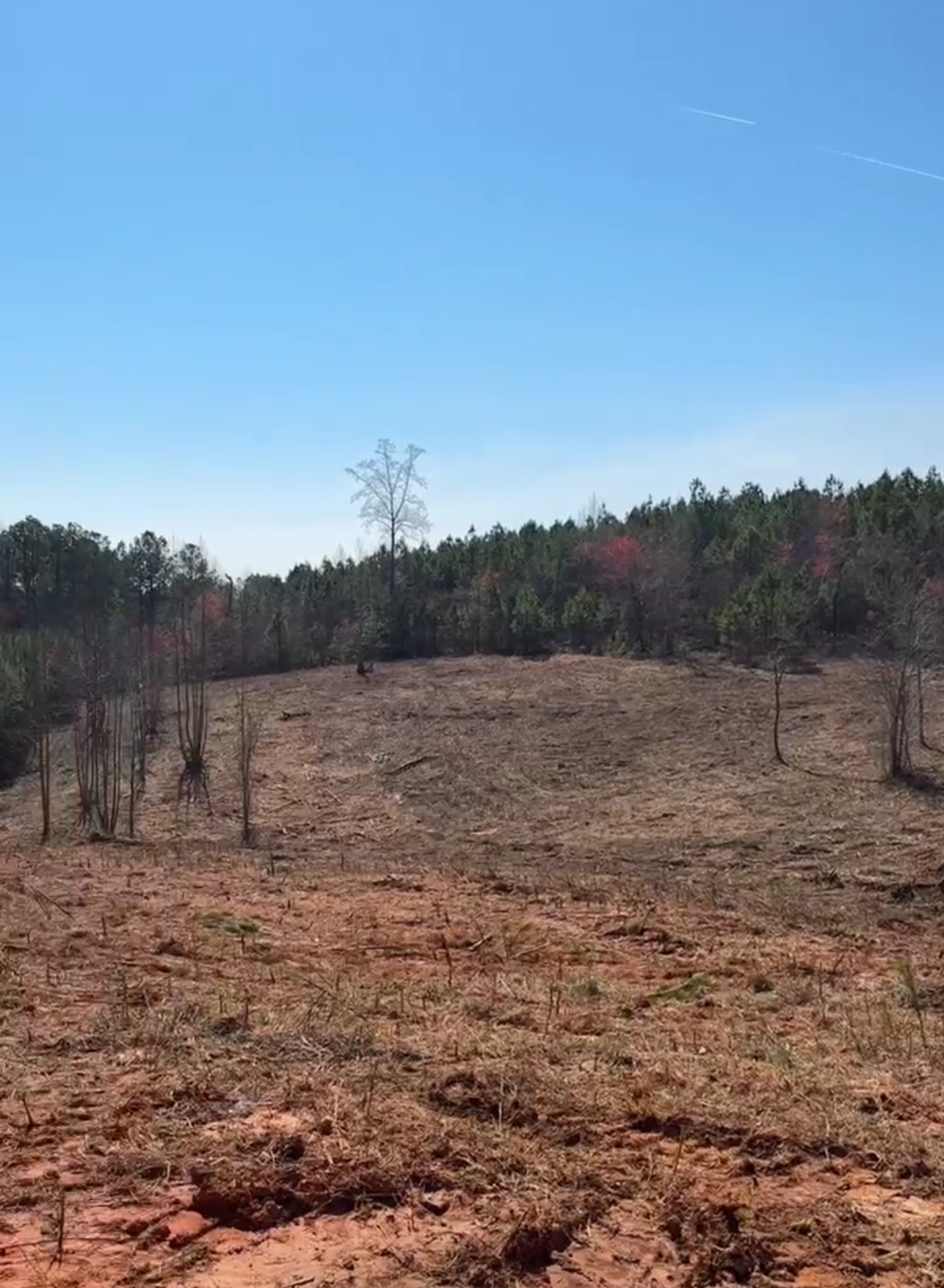 A landscape of a cleared and barren land with a few small trees, surrounded by a forest of green trees, under a clear blue sky with contrails.