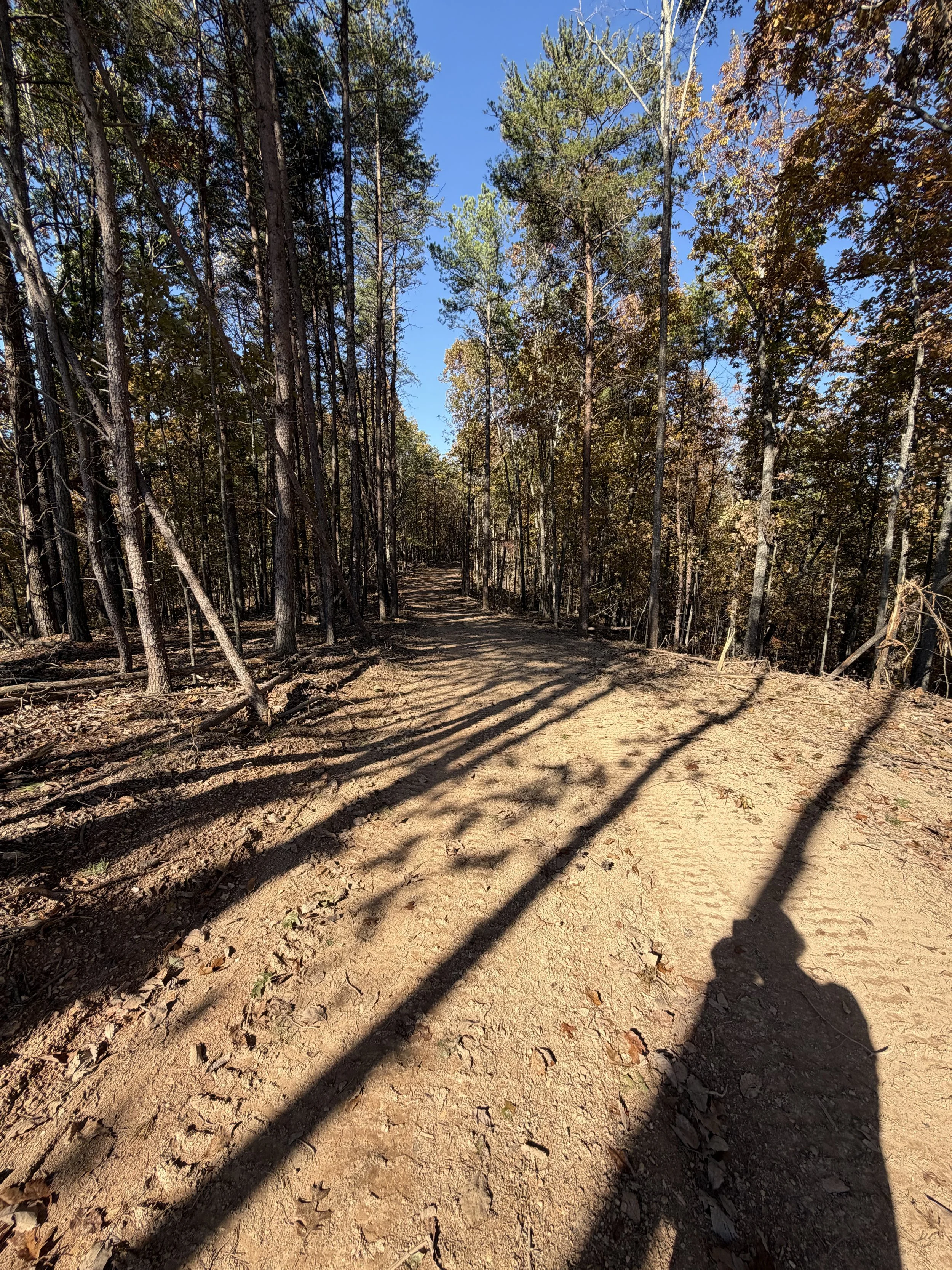 A dirt forest trail surrounded by tall trees with green and autumn-colored leaves under a clear blue sky, with shadows cast on the ground.