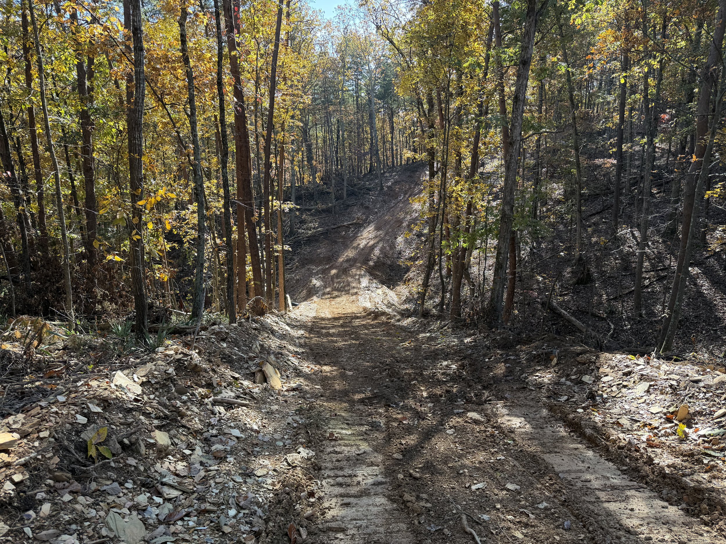 dirt trail through a wooded forest with tall trees and sunlight filtering through leaves