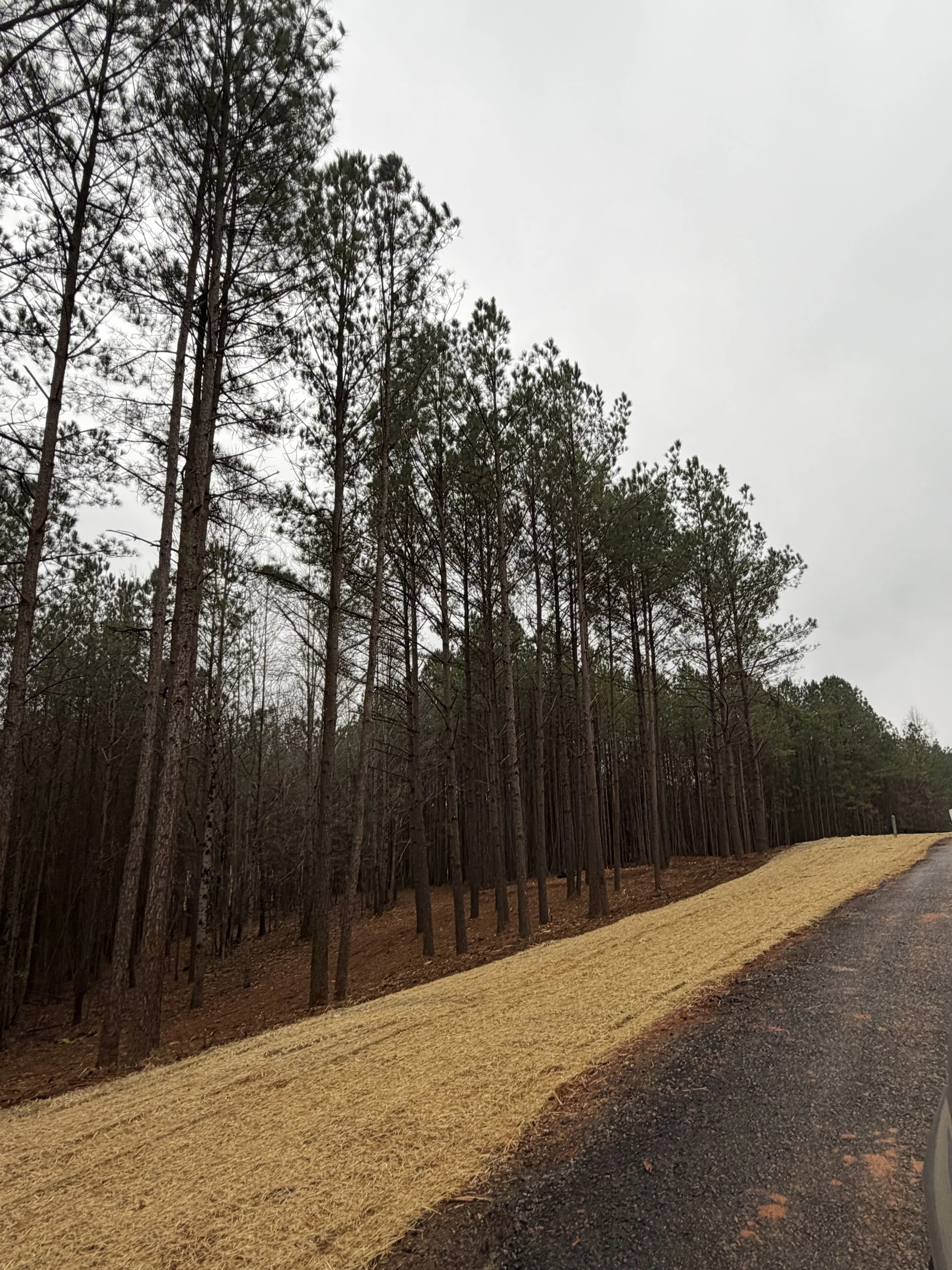 A wooded area with tall pine trees next to a gravel road. The sky is overcast and the ground is covered with a layer of evenly cut grass or straw.