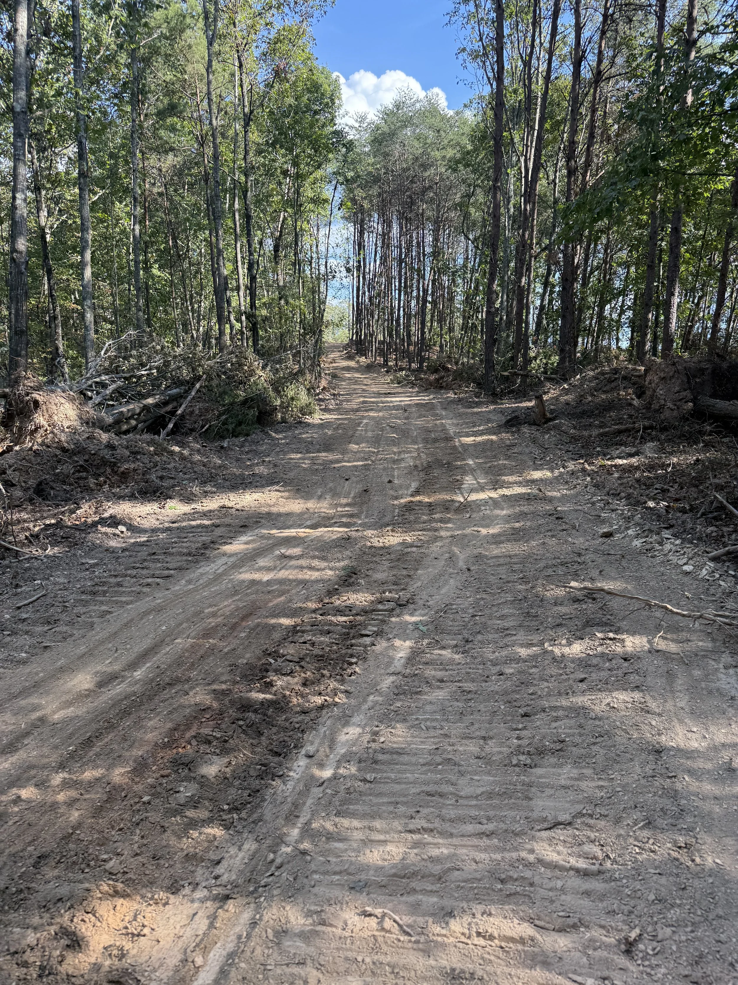 A dirt road through a forest with tall trees and a blue sky with white clouds in the background.