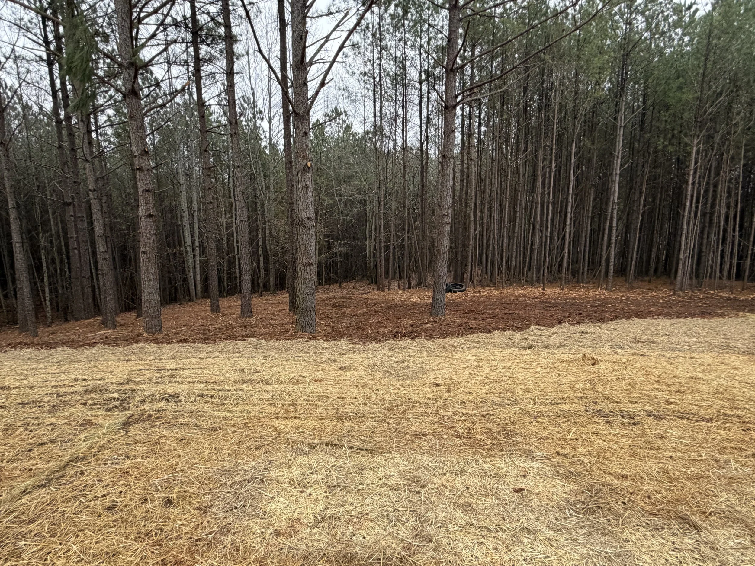 A wooded area with tall pine trees and a layer of brown pine needles on the ground. In the foreground, there is a patch of yellowish straw or dried grass. A discarded tire is visible on the right side among the trees.