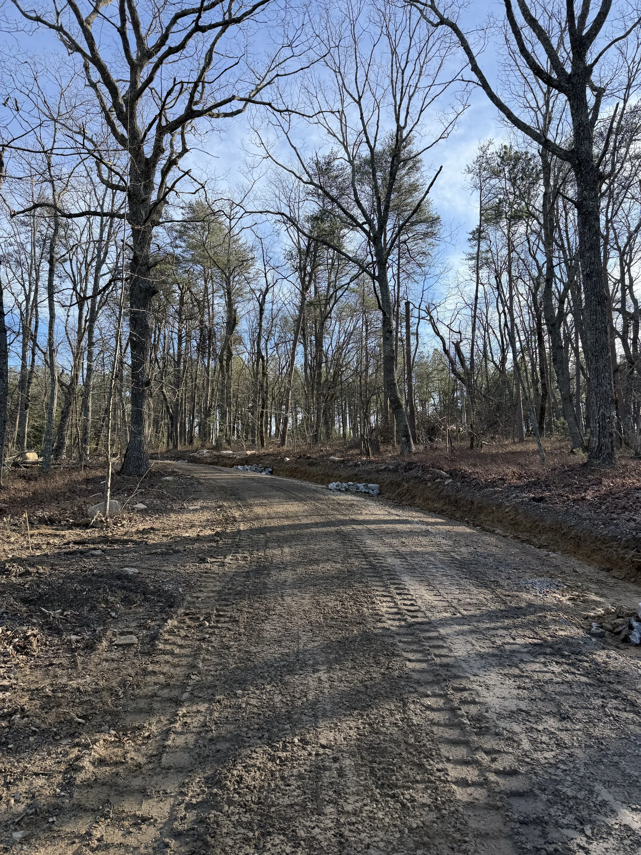 Dirt road through a leafless forest with clear blue sky above.