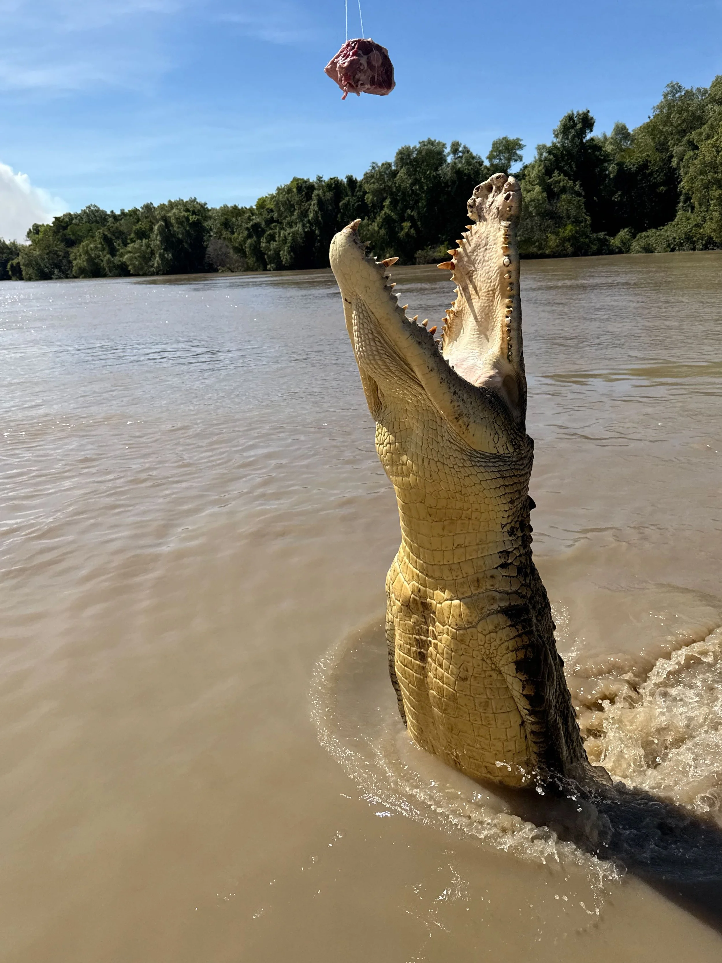 A jumping Crocodile in Darwin