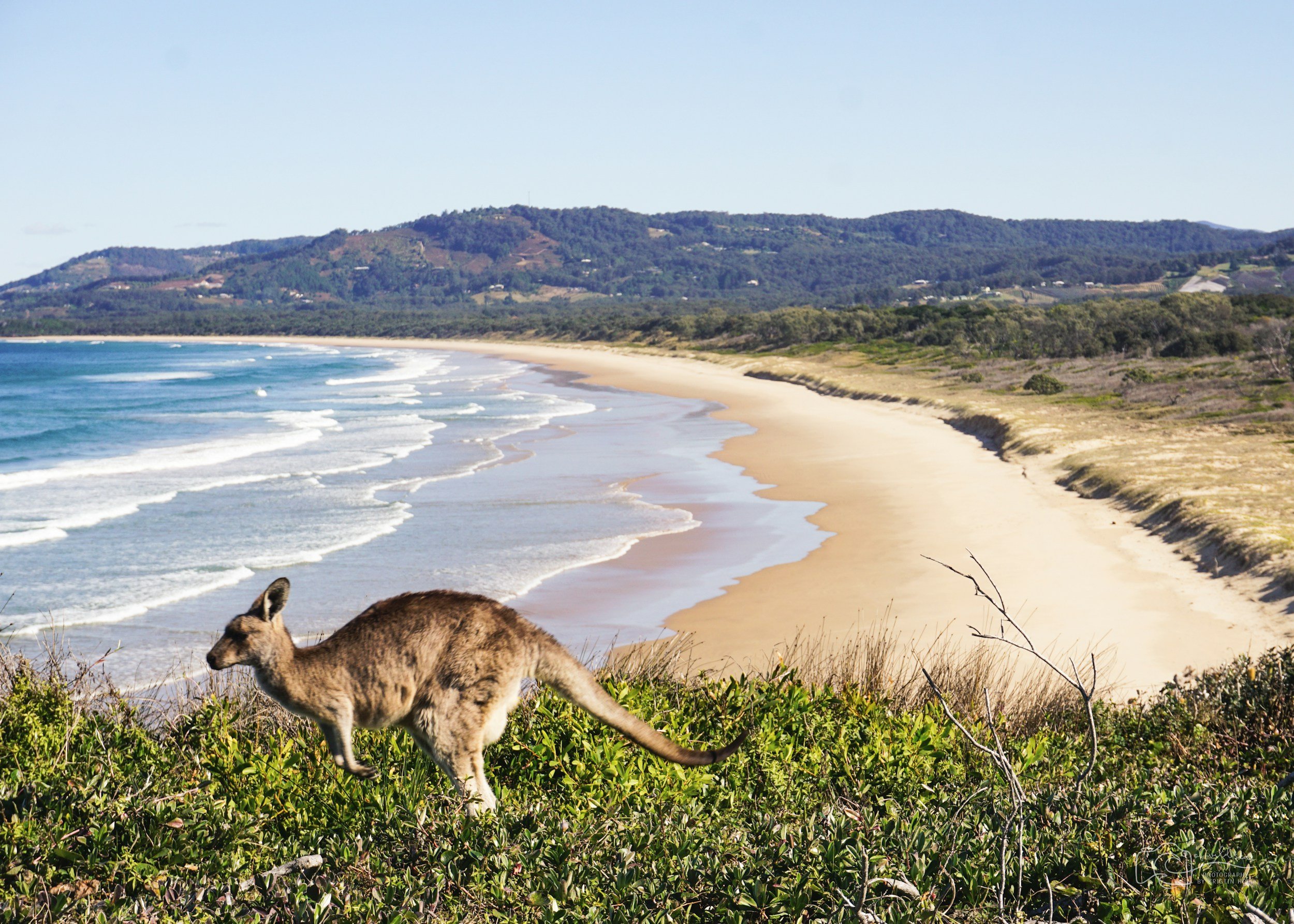 A Kangaroo looking out over a sandy beach