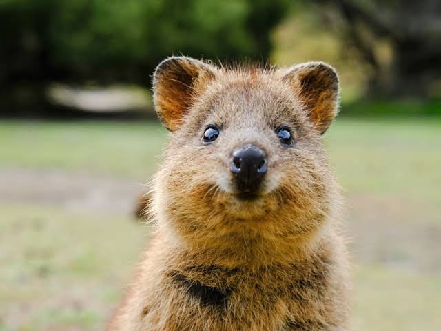 Quokka Rottnest .jpeg