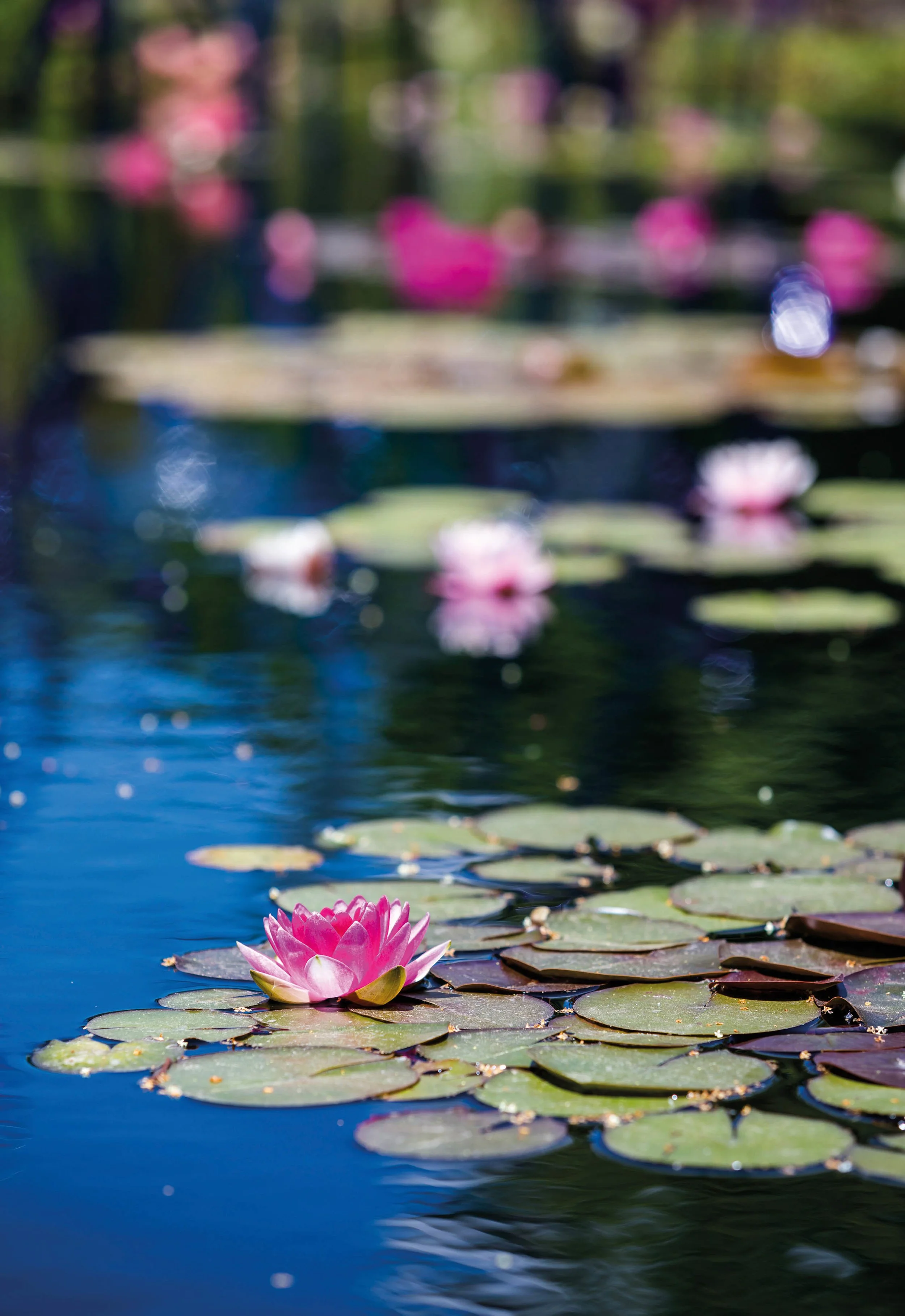 Copyright: Maidenhead Aquatics.