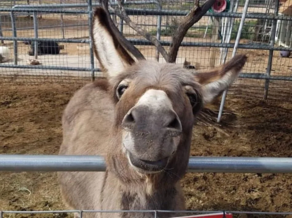 Lil Mama's Bourbon Burros | Book Willy Today