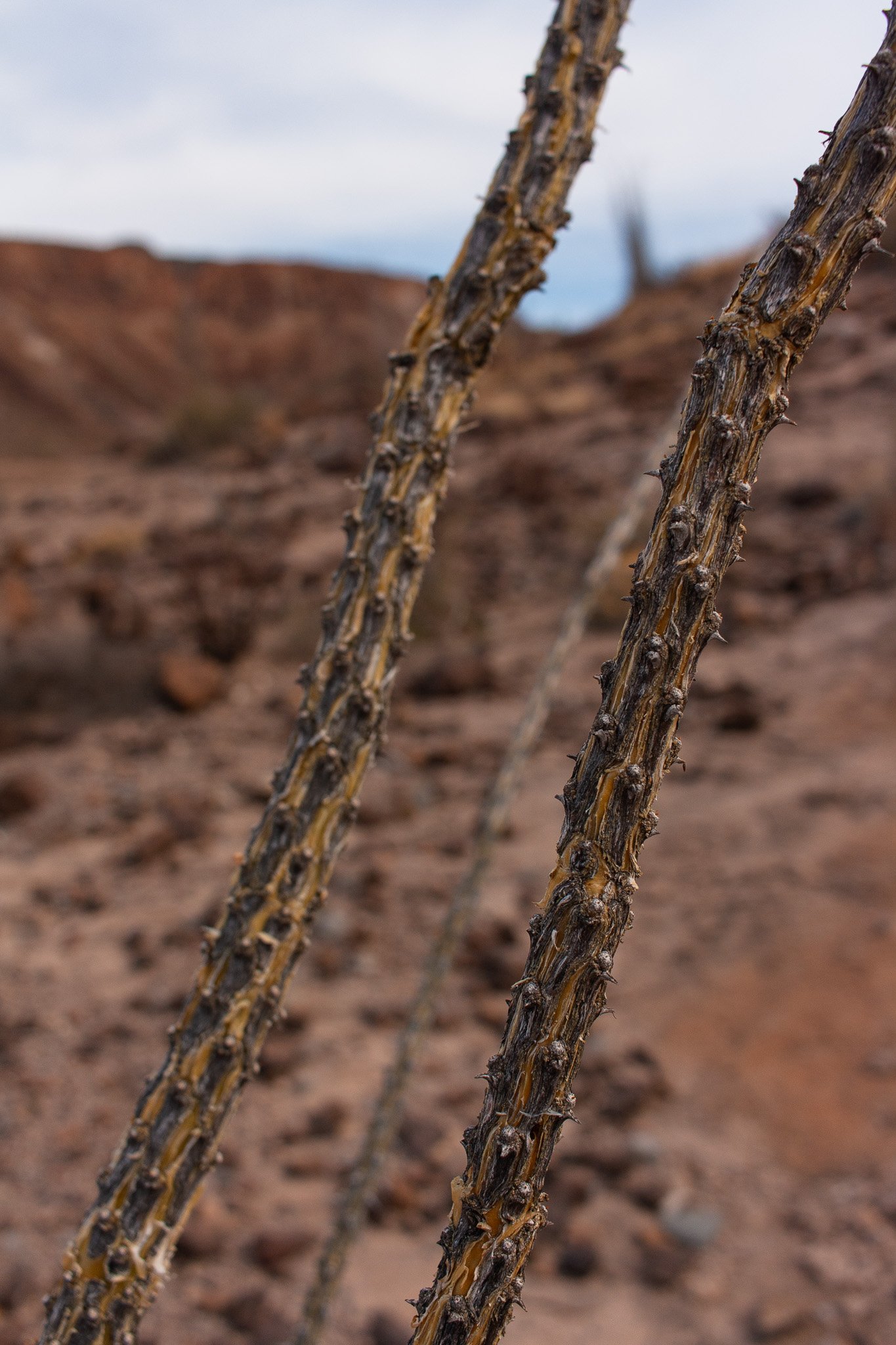 Branches of an Ocotillo shrub in Big Bend Ranch State Park, photograph by Beckie Irvin Studio