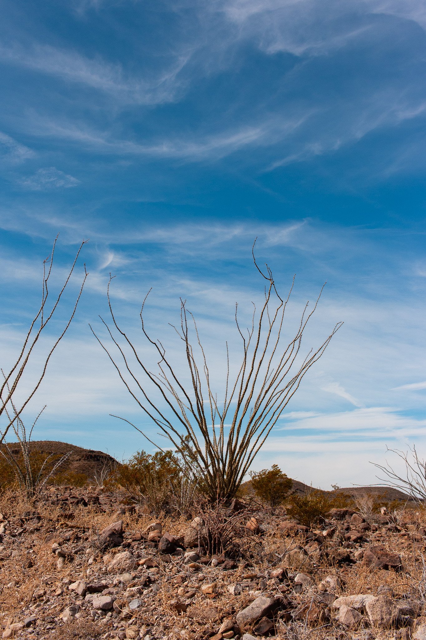 Ocotillo shrub in Big Bend Ranch State Park, photograph by Beckie Irvin Studio