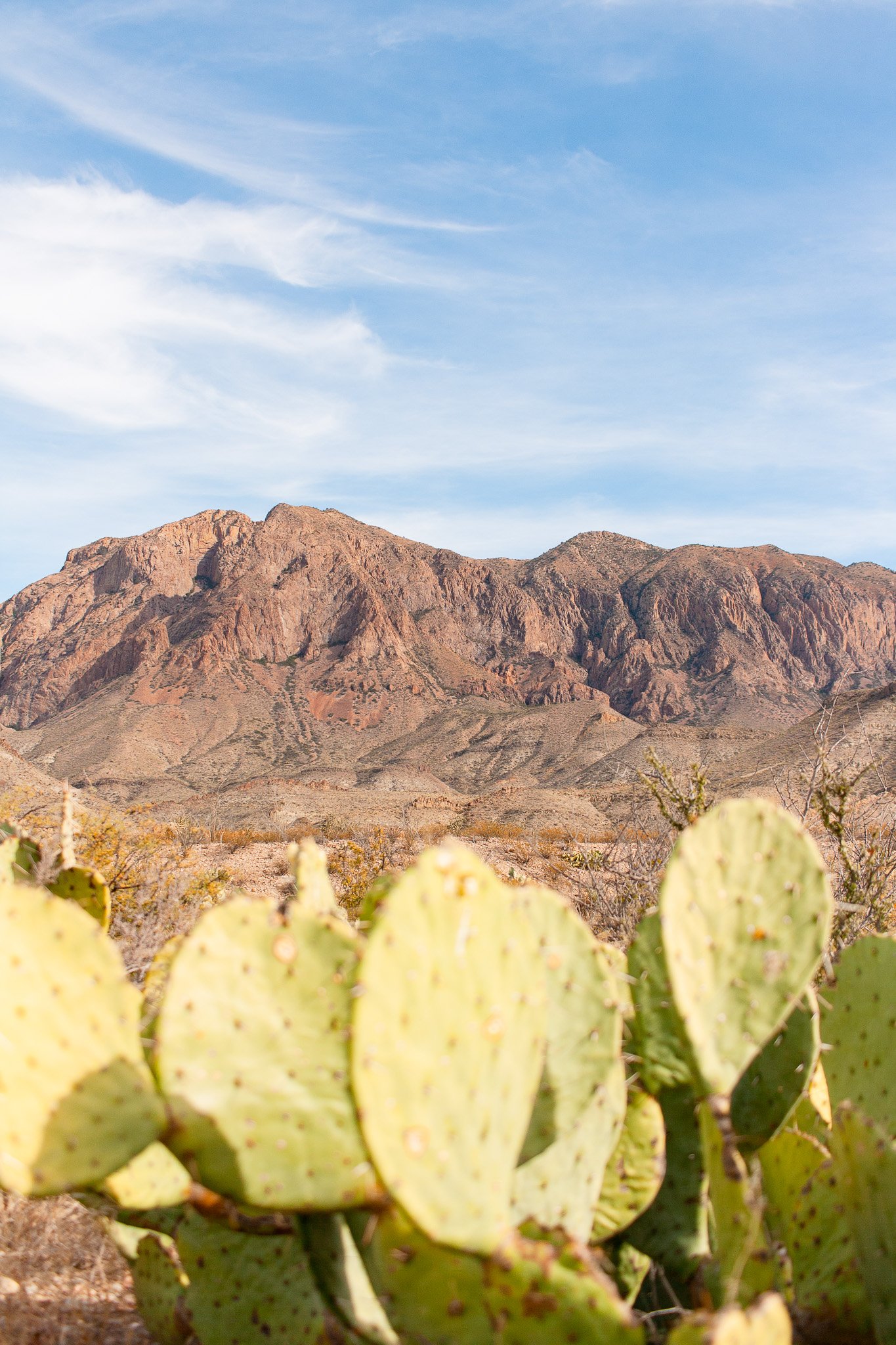 Prickly pear cactus in front of mountains in Big Bend National Park, photograph by Beckie Irvin Studio