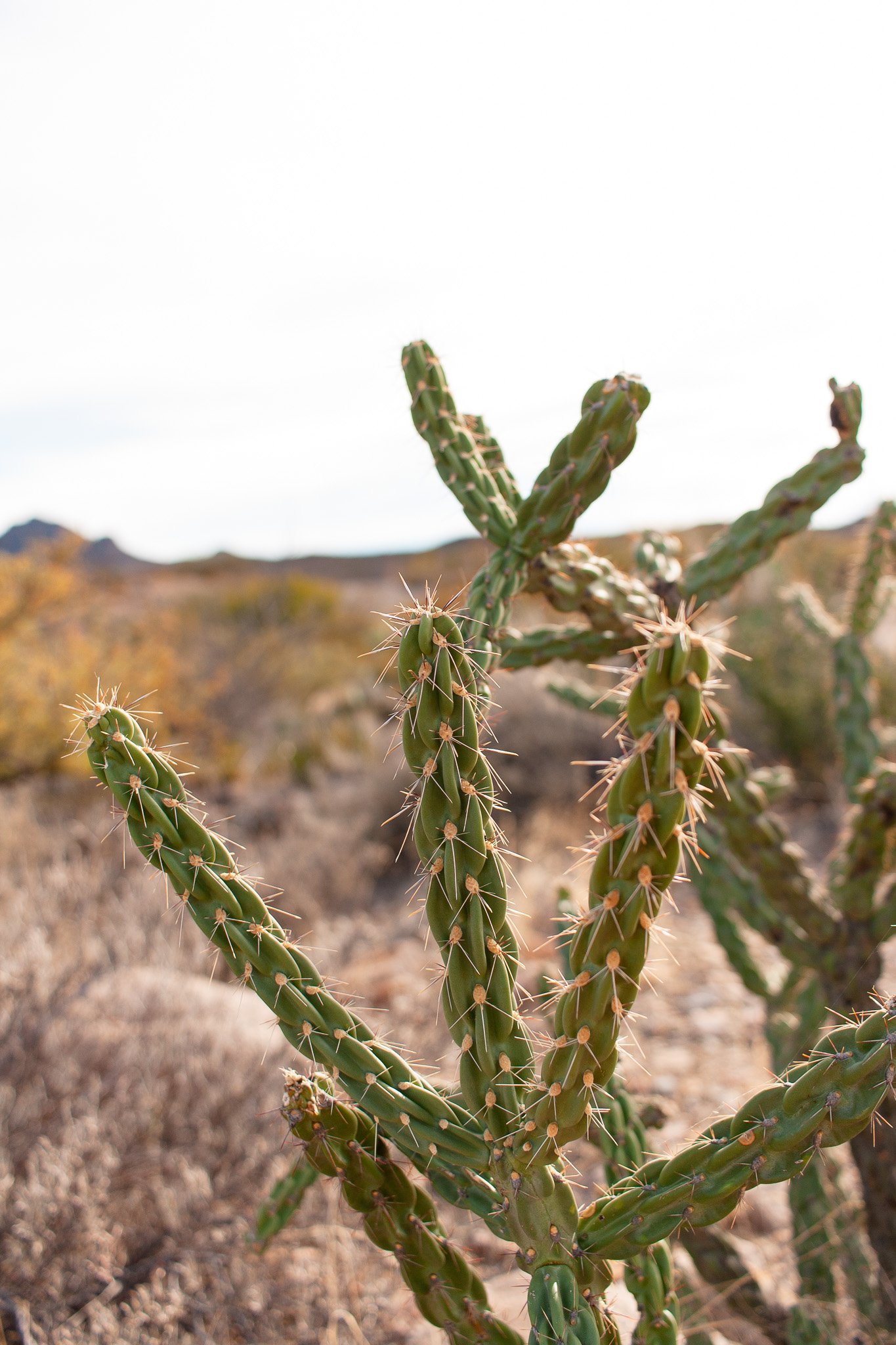 Cholla cactus in Big Bend National Park, photograph by Beckie Irvin Studio