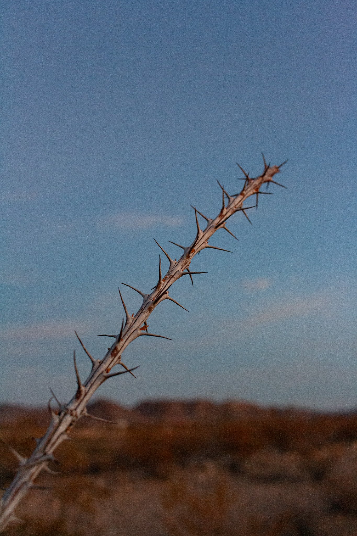 Detail shot of an Ocotillo branch in Study Butte, photograph by Beckie Irvin Studio