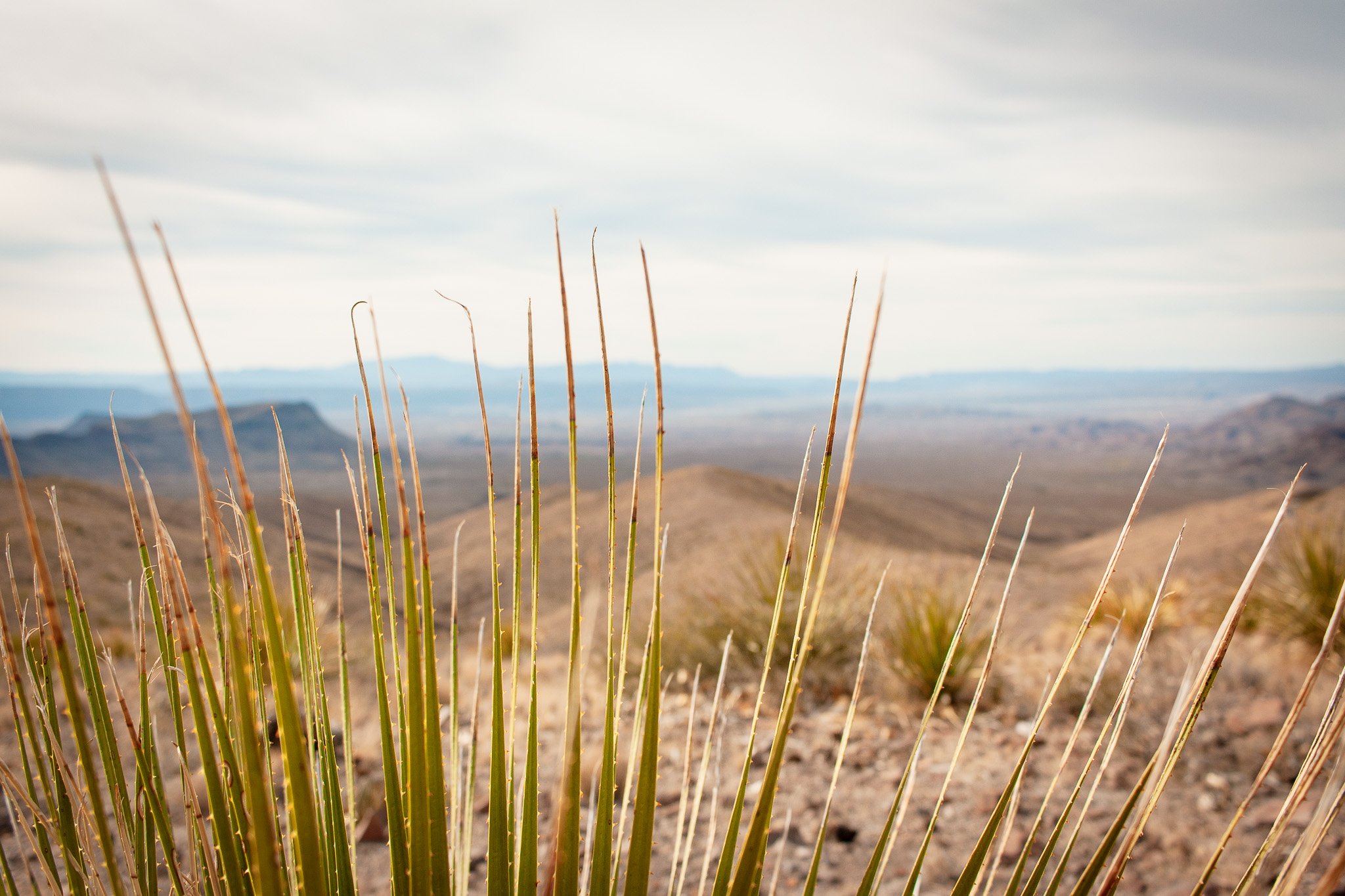 Sotol lookout in Big Bend National Park, photograph by Beckie Irvin Studio