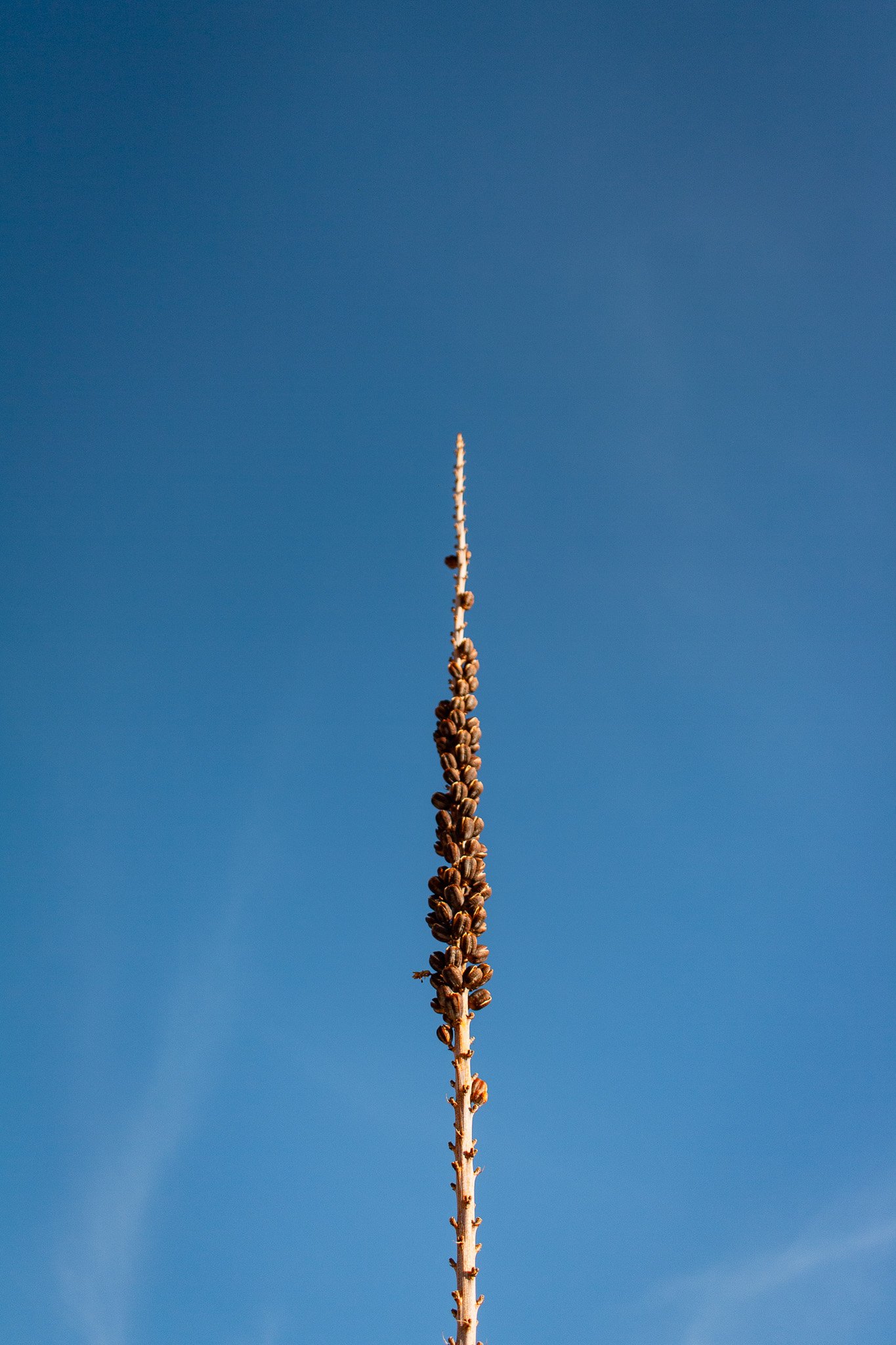 Lechuguilla in Big Bend National Park