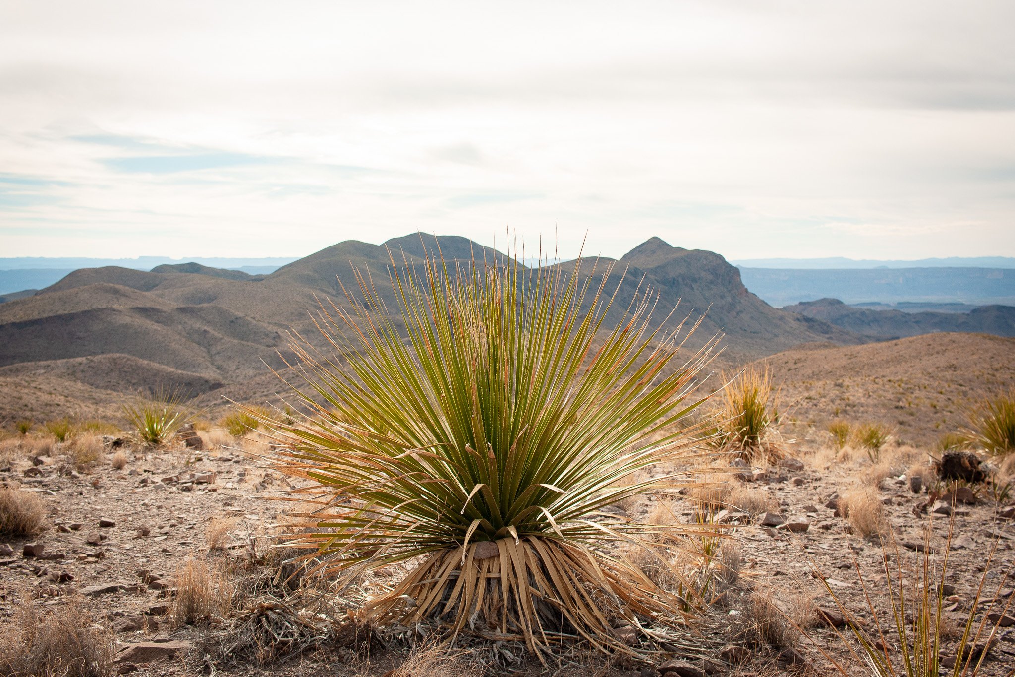 Sotol plant in Big Bend National Park, photograph by Beckie Irvin Studio