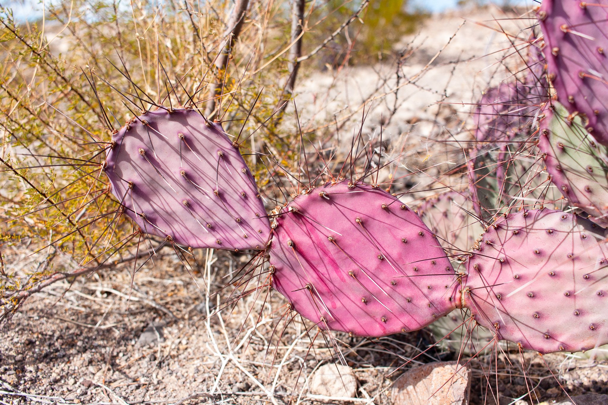 Big Bend Prickly Pear Cactus in Big Bend Ranch State Park, photograph by Beckie Irvin Studio